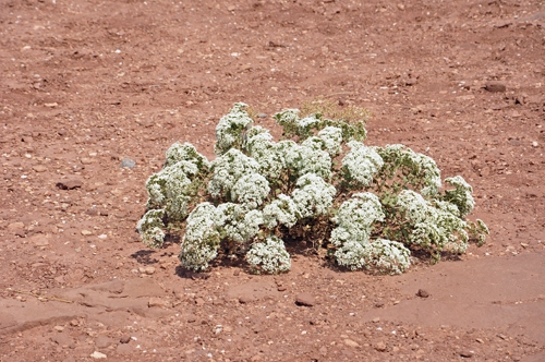 lone flowers